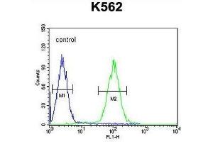 ZN169 Antibody (N-term) flow cytometric analysis of K562 cells (right histogram) compared to a negative control cell (left histogram). (ZNF169 抗体  (N-Term))