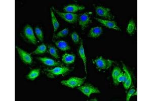 Immunofluorescent analysis of Hela cells using ABIN7144769 at dilution of 1:100 and Alexa Fluor 488-congugated AffiniPure Goat Anti-Rabbit IgG(H+L) (PEA15 抗体  (AA 1-130))