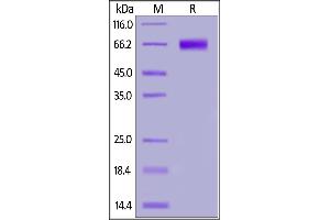 Human NKG2A&CD94, Mouse IgG2a Fc Tag on  under reducing (R) condition. (NKG2A & CD94 (AA 113-233) protein (Fc Tag))