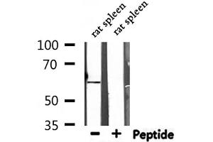 Western blot analysis of extracts from rat spleen, using NT5E Antibody. (CD73 抗体  (N-Term))
