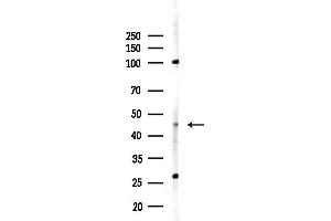 anti-Protein Phosphatase 1, Regulatory Subunit 7 (PPP1R7) (C-Term) antibody