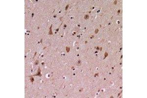 Immunohistochemical analysis of PDCD12 staining in human brain formalin fixed paraffin embedded tissue section. (AVEN 抗体  (C-Term))