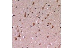 Immunohistochemical analysis of PDCD12 staining in human brain formalin fixed paraffin embedded tissue section. (AVEN 抗体  (C-Term))