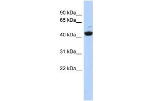WB Suggested Anti-ATP6V1C1 Antibody Titration: 0.