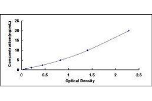 ELISA image for ATP-Binding Cassette, Sub-Family C (CFTR/MRP), Member 4 (ABCC4) ELISA Kit (ABIN419300)