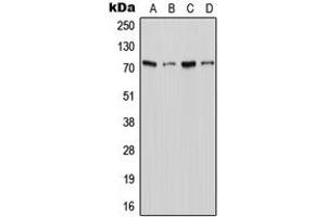 Western blot analysis of XTRP2 expression in Jurkat (A), THP1 (B), Raw264. (SLC6A18 抗体  (C-Term))