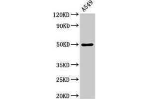 Western Blot Positive WB detected in: A549 whole cell lysate All lanes: DRD1 antibody at 3. (Dopamine Receptor d1 抗体  (AA 338-446))