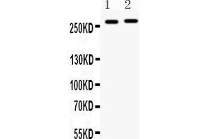 Western blot analysis of MUC3 expression in SW620 whole cell lysates ( Lane 1) and COLO320 whole cell lysates ( Lane 2). (MUC3B 抗体  (C-Term))