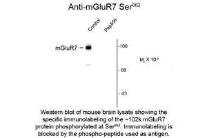 Image no. 1 for anti-Glutamate Receptor, Metabotropic 7 (GRM7) (pSer862) antibody (ABIN956746) (GRM7 抗体  (pSer862))