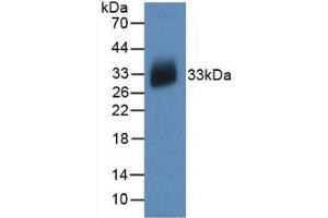 Western blot analysis of recombinant Human IL12A. (IL12A 抗体  (AA 23-219))