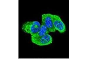 Confocal immunofluorescent analysis of HRAS Antibody (C-term) Cat. (HRAS 抗体  (C-Term))