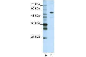 FLJ12529 antibody used at 1. (CPSF7 抗体  (C-Term))