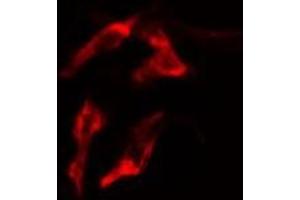 ABIN6277603 staining  MCF7 cells by IF/ICC. (PEX19 抗体  (Internal Region))