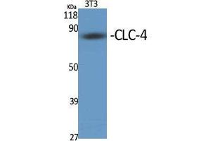 Western Blot (WB) analysis of specific cells using CLC-4 Polyclonal Antibody. (CLCN4 抗体  (Internal Region))