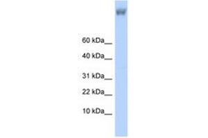 ZNF644 antibody  (AA 1223-1272)