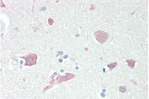 ABIN185373 (5µg/ml) staining of paraffin embedded Human Cortex. (Neuroserpin 抗体  (C-Term))
