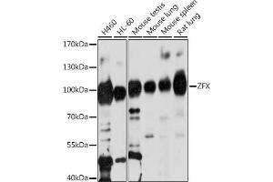 Western blot analysis of extracts of various cell lines, using ZFX antibody (ABIN7271539) at 1:1000 dilution. (ZFX 抗体  (AA 180-380))
