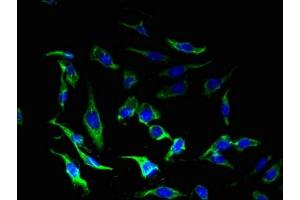 Immunofluorescence (IF) image for anti-Corticotropin Releasing Hormone Receptor 1 (CRHR1) (AA 24-121) antibody (ABIN7148625)