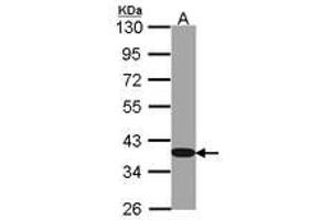 Image no. 1 for anti-Glyceraldehyde-3-Phosphate Dehydrogenase (GAPDH) antibody (ABIN467389) (GAPDH 抗体)