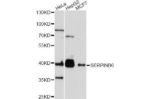 Western blot analysis of extracts of various cell lines, using SERPINB6 antibody. (SERPINB6 抗体)