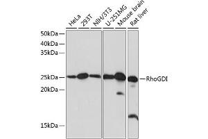 Western blot analysis of extracts of various cell lines, using RhoGDI Rabbit mAb (ABIN7269962) at 1:1000 dilution. (ARHGDIA 抗体)