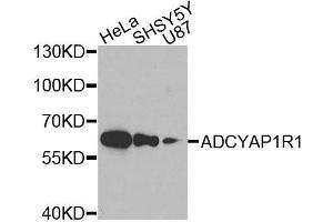 Western blot analysis of extracts of various cell lines, using ADCYAP1R1 antibody. (ADCYAP1R1 抗体)