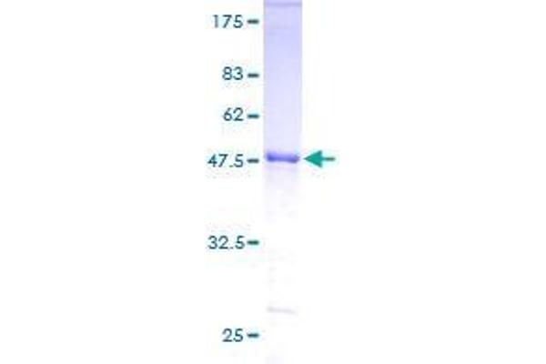 Zinc Finger and SCAN Domain Containing 31 (ZSCAN31) (AA 1-209) protein (GST tag)