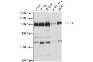 Western blot analysis of extracts of various cell lines, using CLUH antibody  at 1:1000 dilution. (CLUH 抗体  (AA 1120-1309))