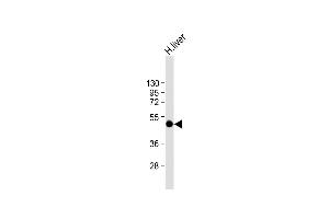 Anti-SPHK1 Antibody (Center) at 1:2000 dilution + human liver lysate Lysates/proteins at 20 μg per lane. (SPHK1 抗体  (AA 286-315))