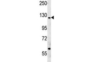 Western Blotting (WB) image for anti-Cut-Like Homeobox 1 (CUX1) (AA 1347-1374) antibody (ABIN3030580)