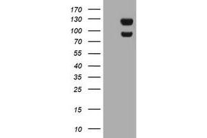 Image no. 8 for anti-Ubiquitin Specific Peptidase 7 (Herpes Virus-Associated) (USP7) antibody (ABIN1498594)