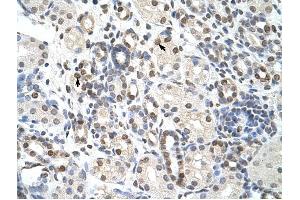 NXF3 antibody was used for immunohistochemistry at a concentration of 4-8 ug/ml to stain Epithelial cells of renal tubule (arrows) in Human Kidney. (NXF3 抗体  (C-Term))