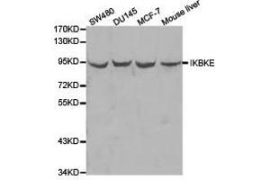 Western Blotting (WB) image for anti-Inhibitor of kappa Light Polypeptide Gene Enhancer in B-Cells, Kinase epsilon (IKBKE) antibody (ABIN1873180) (IKKi/IKKe 抗体)