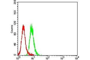 Flow cytometric analysis of Jurkat cells using ZAP70 mouse mAb (green) and negative control (red). (ZAP70 抗体  (AA 169-390))