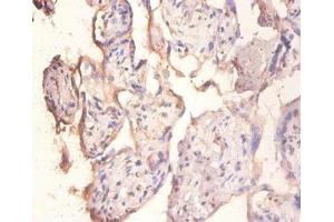Immunohistochemistry of paraffin-embedded human placenta tissue using ABIN7151103 at dilution of 1:100 (PPP1R11 抗体  (AA 1-126))