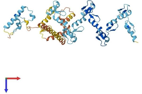ZNF383 Protein (AA 1-475) (His tag)