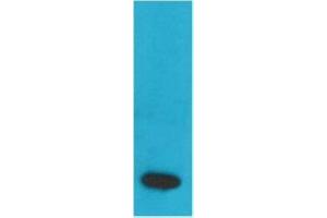 Western Blot (WB) analysis of Recombinant Human TNF a Protein with TNF alpha Mouse Monoclonal Antibody at 1:2000. (TNF alpha 抗体)