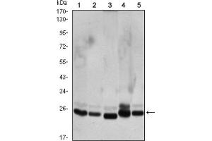 Western Blotting (WB) image for anti-Chromobox Homolog 1 (CBX1) antibody (ABIN1845962) (CBX1 抗体)