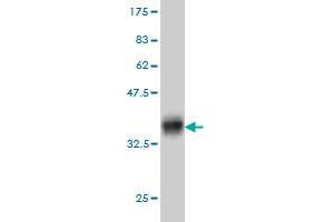 Western Blot detection against Immunogen (36. (KIT 抗体  (AA 41-140))