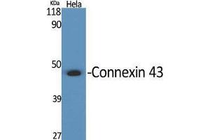 Western Blot (WB) analysis of specific cells using Connexin 43 Polyclonal Antibody. (Connexin 43/GJA1 抗体  (C-Term))