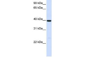 Western Blotting (WB) image for anti-Alcohol Dehydrogenase 1A (Class I), alpha Polypeptide (ADH1A) antibody (ABIN2458608) (ADH1A 抗体)