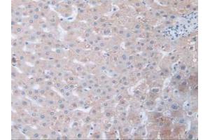 IHC-P analysis of Human Liver Tissue, with DAB staining. (Fibrillin 1 抗体  (AA 723-902))