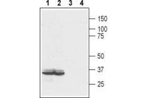 Western blot analysis of rat colon (lanes 1 and 3) and human colorectal adenocarcinoma (colo205) (lanes 2 and 4) lysates: - 1,2. (EDG4 抗体  (Extracellular, N-Term))