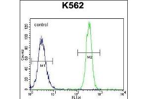 eNos Antibody  (ABIN655773 and ABIN2845211) flow cytometric analysis of K562 cells (right histogram) compared to a negative control cell (left histogram). (ENOS 抗体  (AA 1156-1183))