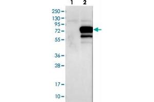 Western blot analysis of Lane 1: Negative control (vector only transfected HEK293T lysate), Lane 2: Over-expression Lysate (Co-expressed with a C-terminal myc-DDK tag (~3. (GRHL1 抗体)