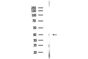 Western blot analysis of lysates from Rat brain, using BMP8A Antibody at 1/1000 dilution.