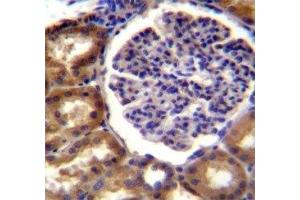 Alkaline Phosphatase antibody immunohistochemistry analysis in formalin fixed and paraffin embedded human kidney tissue. (ALPL 抗体  (AA 217-246))