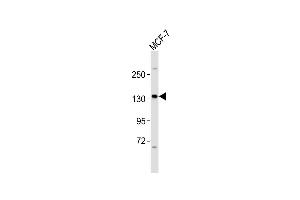 Anti-HER4 Antibody (p)at 1:2000 dilution + MCF-7 whole cell lysates Lysates/proteins at 20 μg per lane.
