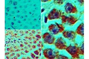 Image no. 1 for anti-Spermatogenic Leucine Zipper 1 (SPZ1) (AA 40-90) antibody (ABIN960358) (SPZ1 抗体  (AA 40-90))