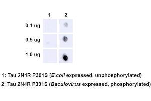 Dot Blot analysis using Rabbit Anti-Tau Monoclonal Antibody, Clone AH36 (ABIN6932902). (tau 抗体  (pSer202, pThr205) (FITC))